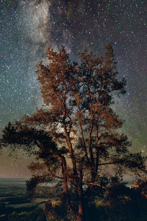 Tree and Sky with Stars