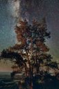 夜空中，迷人的星光映衬着孤树的轮廓，展现出银河的美丽