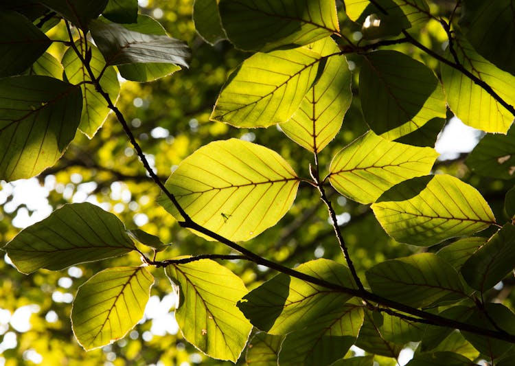 Leaves Of A Beech Tree