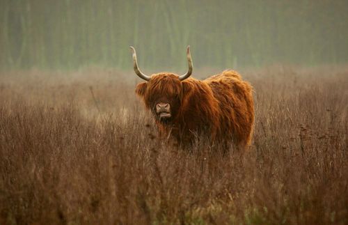 Free A Highland cattle stands grazing in a foggy field, showcasing its iconic horns and thick fur. Stock Photo