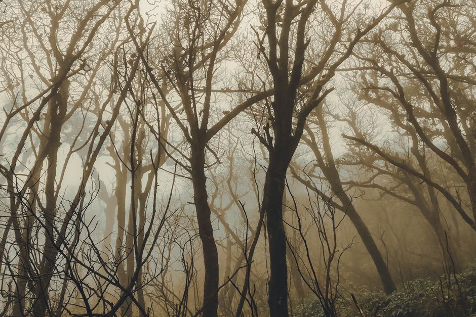 Eerie mist-covered forest at dusk — the ibogaine experience unfolds across 12–24 hours of deep inner terrain