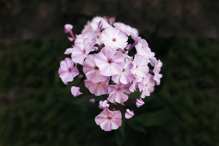 Beautiful Garden Phlox Flowers In Bloom