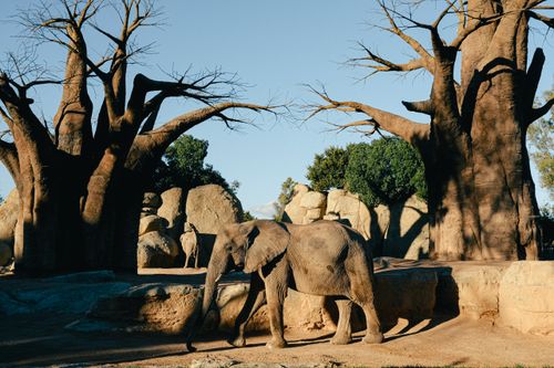 Free African elephant with baobab trees in a sunny, natural setting at a zoo. Stock Photo