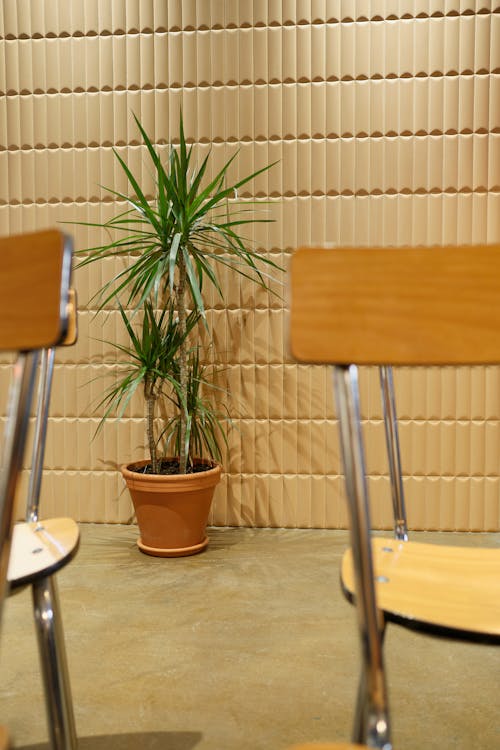 A Potted Plant Near a Patterned Wall