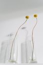 Dried Craspedia Flowers in Glass Vases