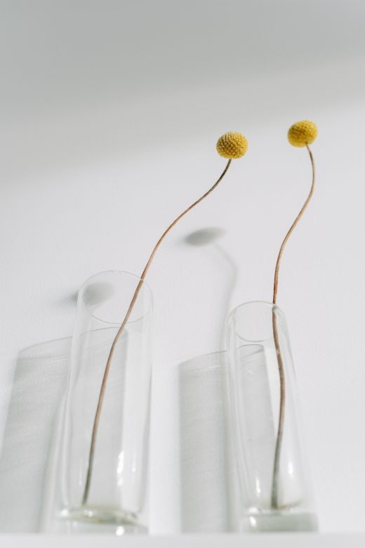 Craspedia flowers in glass vases casting shadows — Ivan S on Pexels