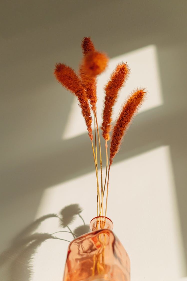 Dried Ornamental Grass In A Vase