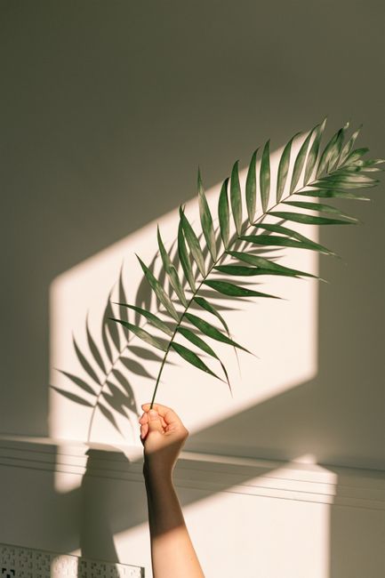 Artistic capture of a hand holding a green leaf with shadow play against a white wall.