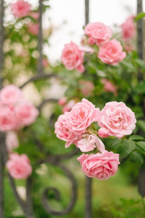 Free Elegant Roses in Bloom Stock Photo