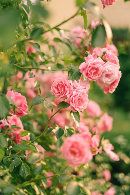 Beautiful Roses in Bloom · Free Stock Photo
