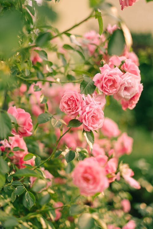 Fotos de stock gratuitas de bonito, elegante, flora