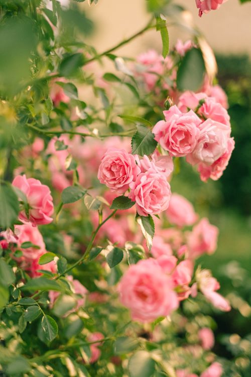 Free Beautiful pink roses blooming in a sunlit garden, showcasing vibrant floral elegance. Stock Photo
