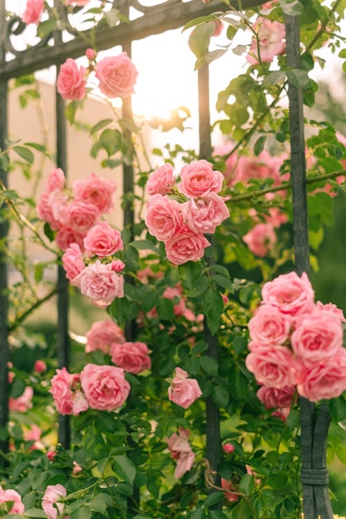 Free Elegant Roses in Bloom Stock Photo
