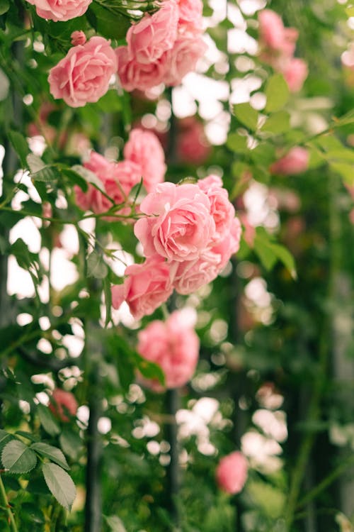 Fotos de stock gratuitas de bonito, elegante, flora