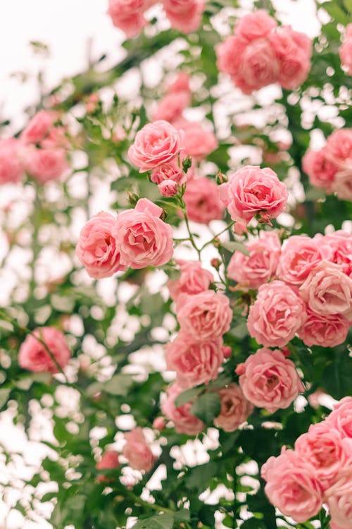 Free Elegant  Roses in Bloom Stock Photo