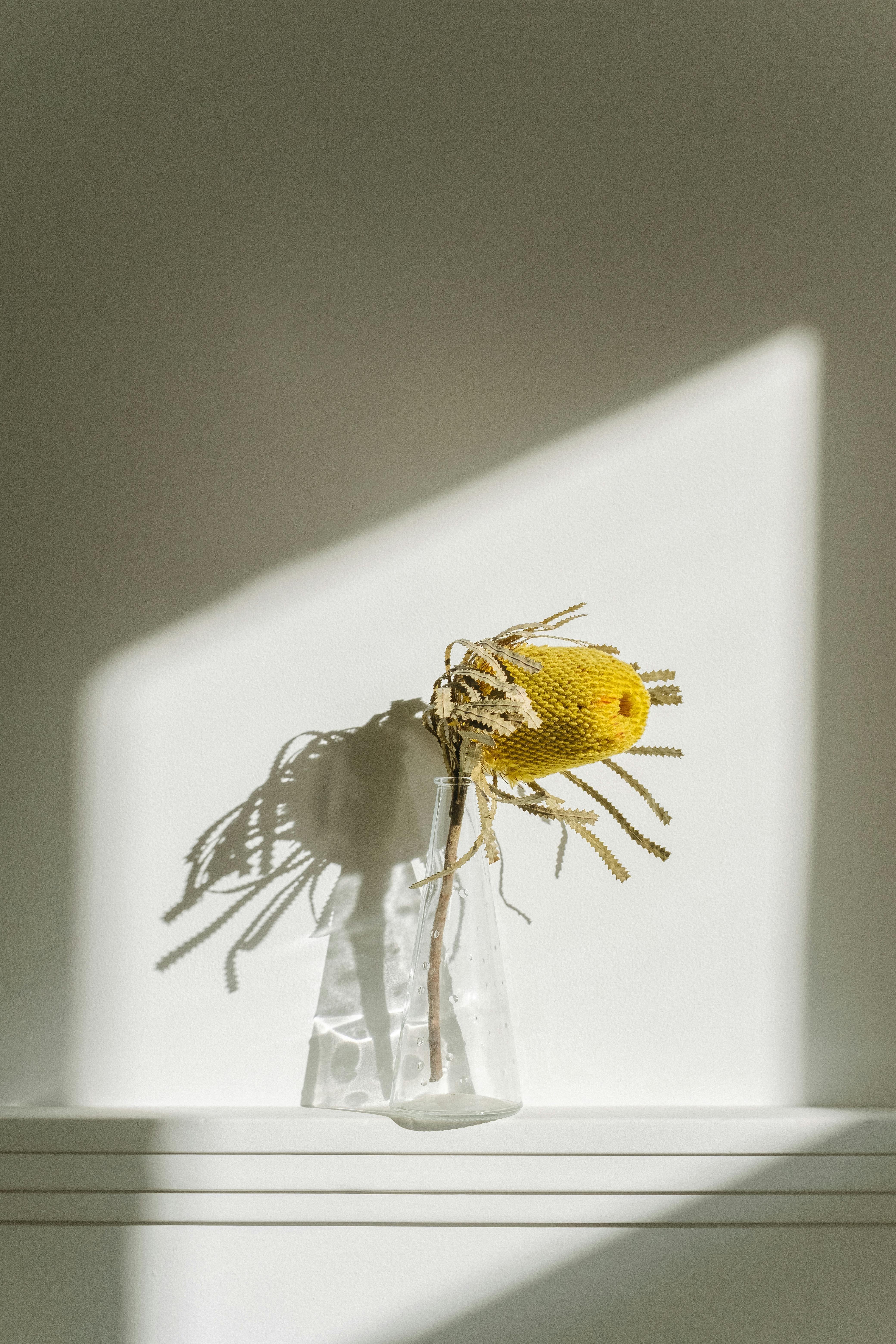A minimalist photo of a yellow flower in a glass vase with dramatic shadows on a white background.