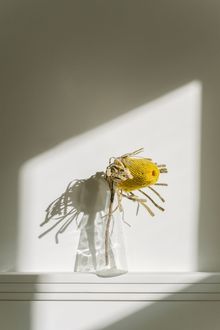 Dried bloom in a glass vase in daylight, photo by Ivan S on Pexels