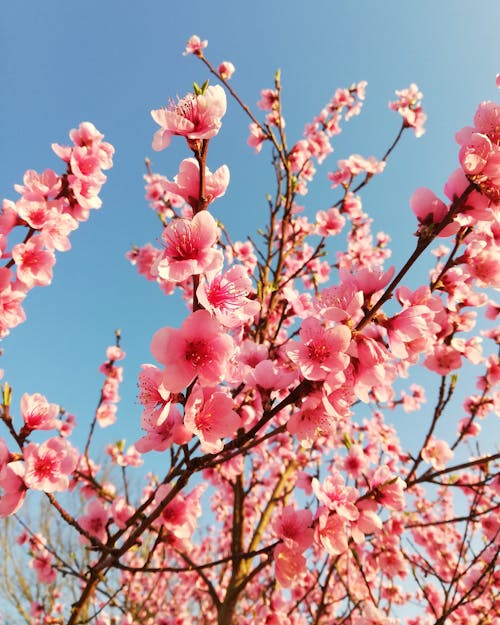 Cherry Blossom Flowers Against Blue Sky