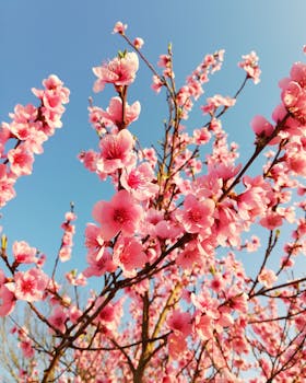 在法国拉热内特，美丽的樱花在蓝天映衬下盛开于枝头