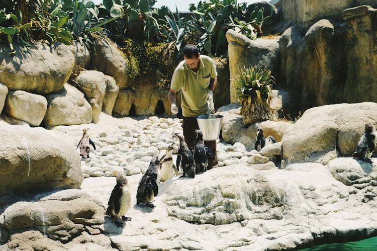 Man Feeding Penguins in Zoo