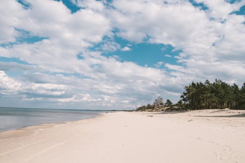 คลังภาพถ่ายฟรี ของ ชายหาด, ต้นไม้, ทราย