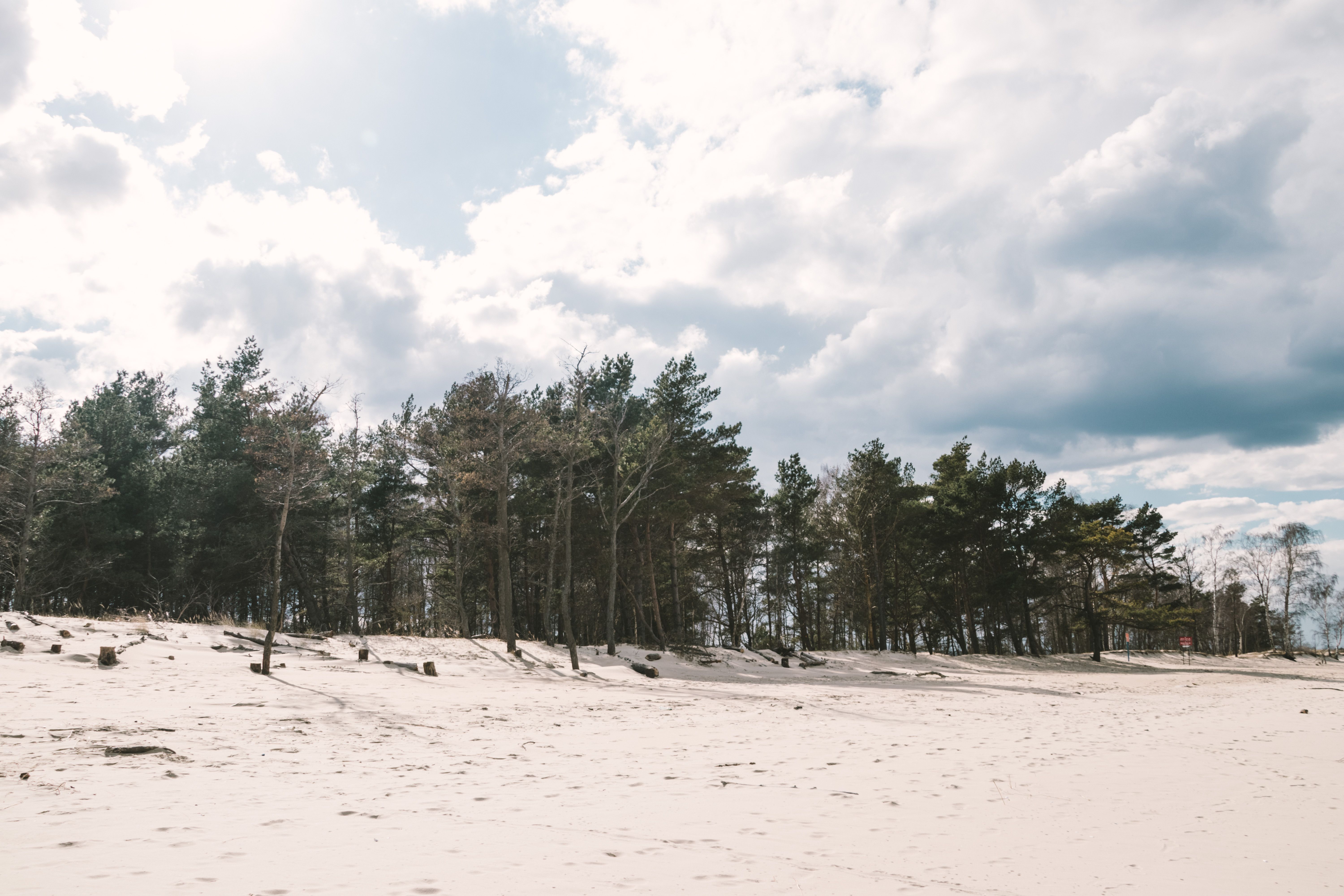 A peaceful sandy beach scene with green pine trees under a cloudy sky, perfect for relaxation visuals. — photo by Monia Sciubilecka / Pexels