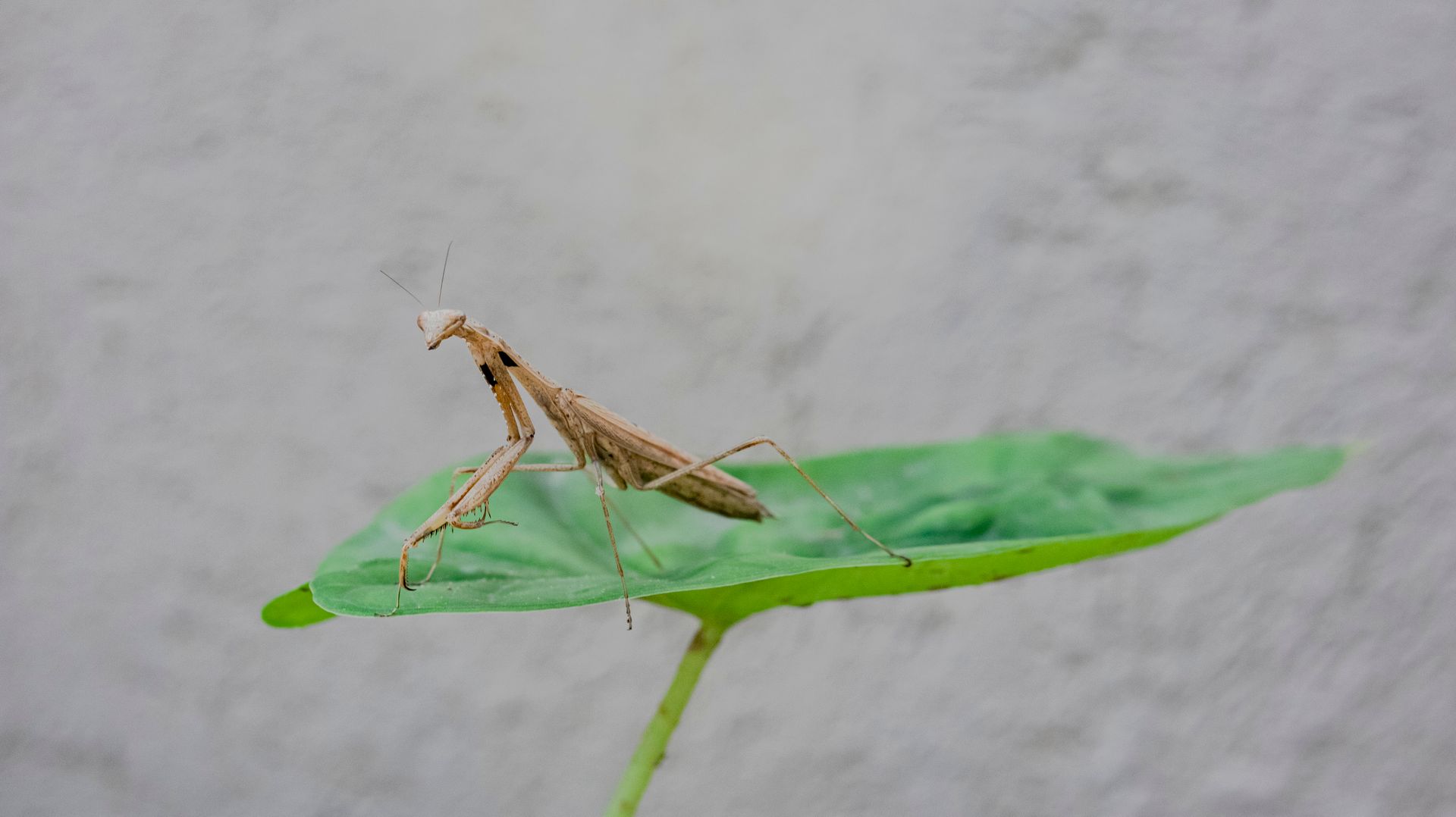Detailed image of a praying mantis perched on a green leaf, highlighting nature's design.