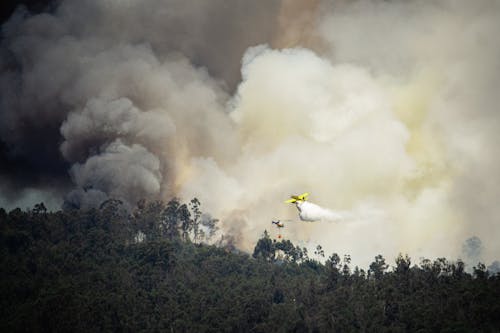 Kostenloses Stock Foto zu bäume, fliegen, gefahr