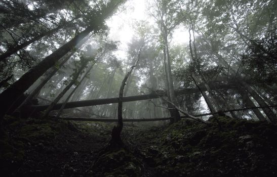 A moody forest scene with towering trees and a misty atmosphere on a rugged path.