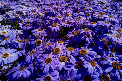 Close-Up Shot of Purple Asters in Bloom