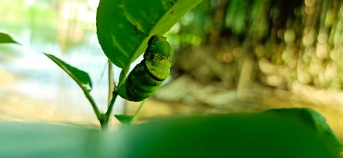Free stock photo of caterpillar Stock Photo