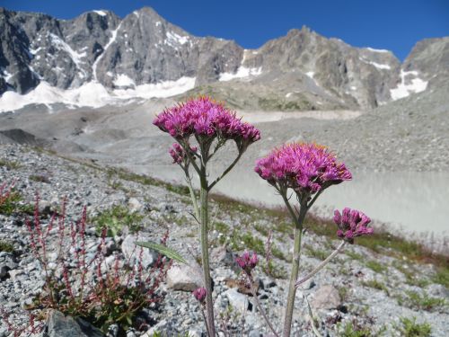 Free stock photo of flower, mountains Stock Photo