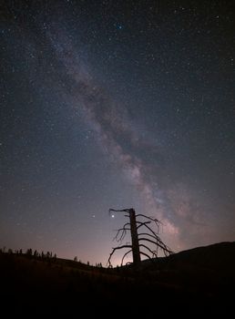 一棵孤独的树轮廓映衬着银河系的壮丽景色