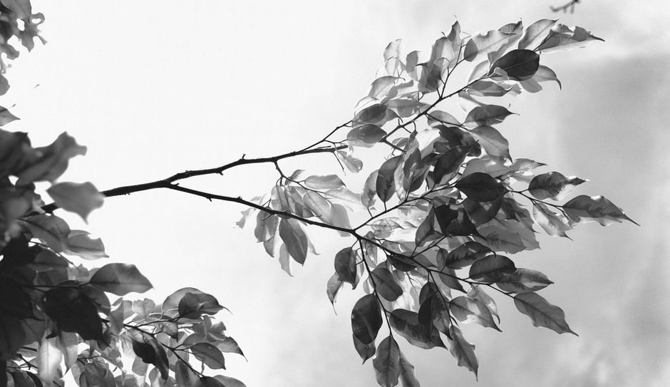 A striking black and white photo of leaves on a branch against a bright sky.