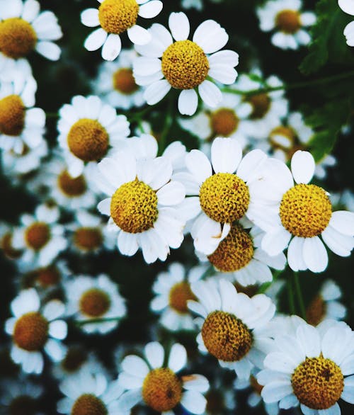 Безкоштовне стокове фото на тему «білі квіти, вертикальний, квіти»