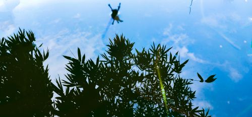 Free stock photo of bamboo leaf, shadow of bamboo leaf Stock Photo