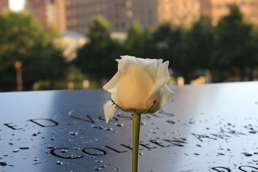 在纽约市的9/11纪念碑上，一朵白玫瑰唤起人们的纪念和敬意