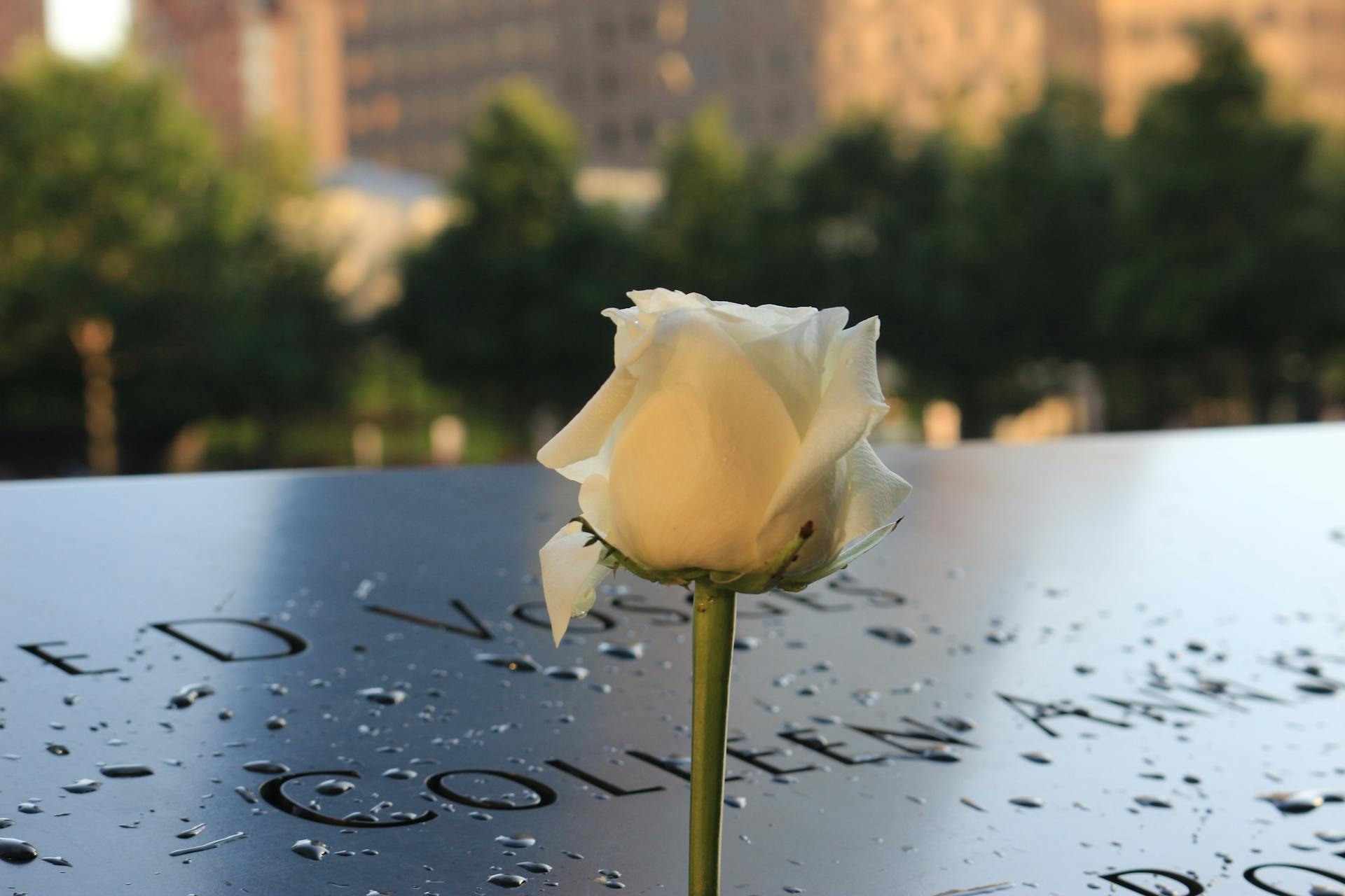 Rose blanche sur le mémorial du 11 septembre