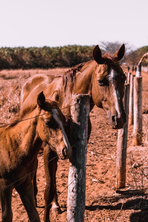 Free Two brown horses standing by a wooden fence on a sunny farm day. Stock Photo