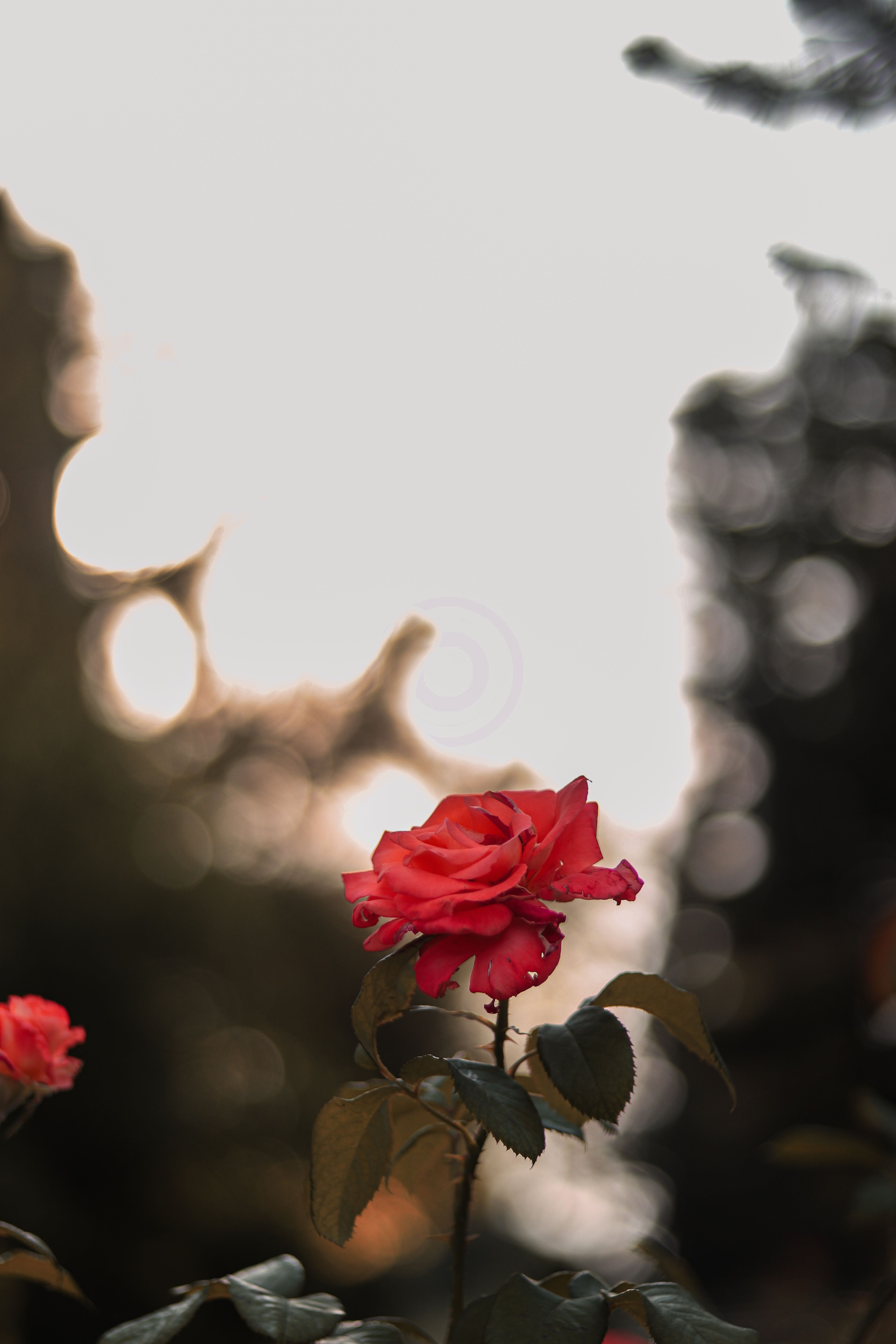 Selective Focus Shot of a Red Rose · Free Stock Photo