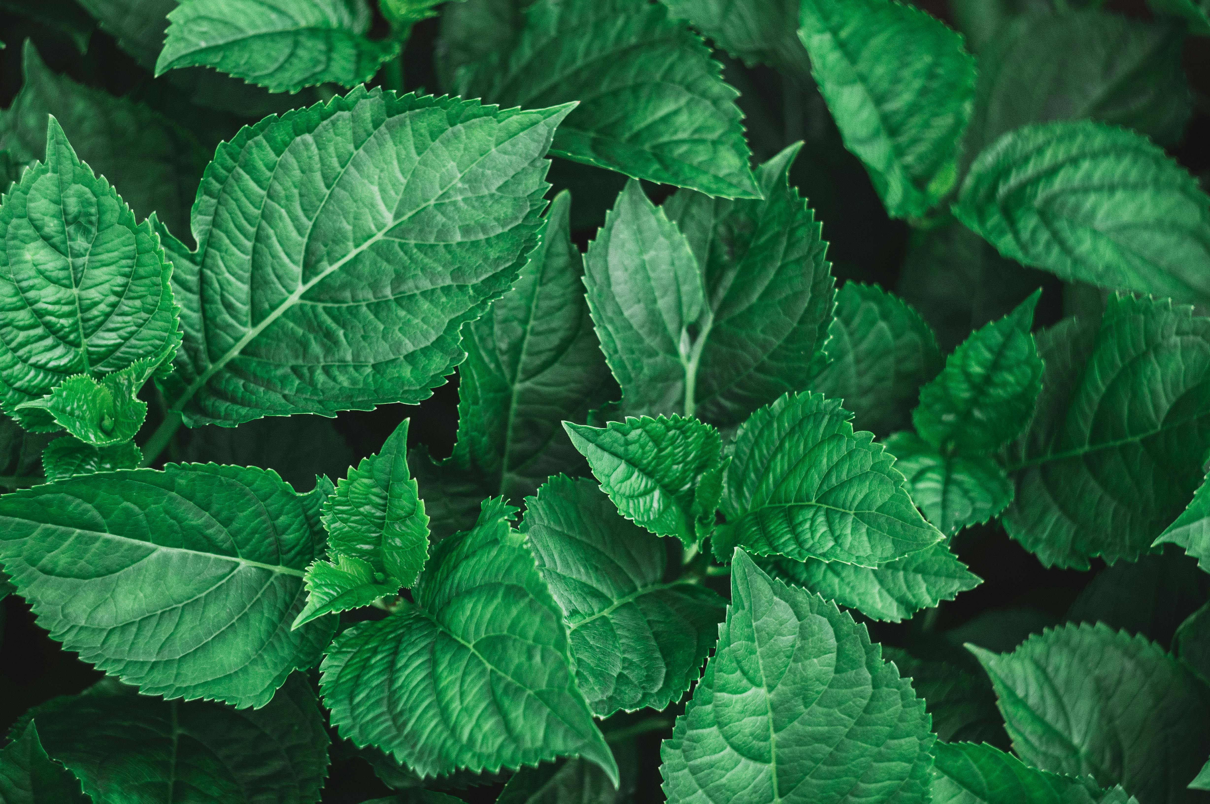 Top View of Fresh Mint Leaves · Free Stock Photo