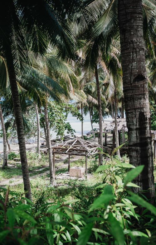 Free Idyllic beachside palm grove in Central Sulawesi, Indonesia, with tropical essence. Stock Photo