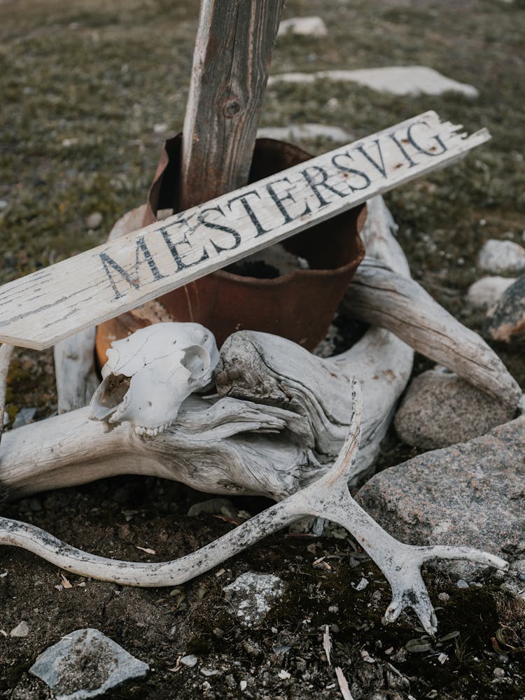 Pieces Of Animal Skulls, Antlers And Wooden Signs 