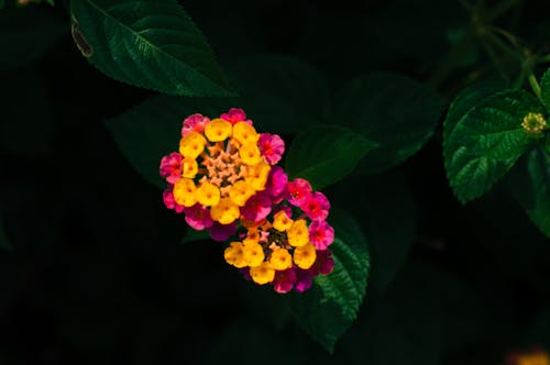 Foto profissional grátis de flor, flor bonita, flor desabrochando