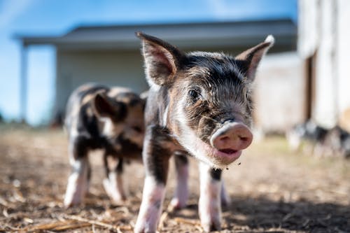 Ground level of little pigs with blots on fur and open mouth standing on lawn with faded grass while looking at camera in back lit