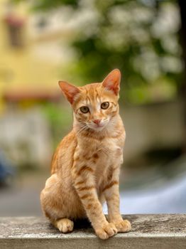在印度班加罗尔，一只迷人的姜黄色虎斑猫坐在户外的壁架上，背景模糊