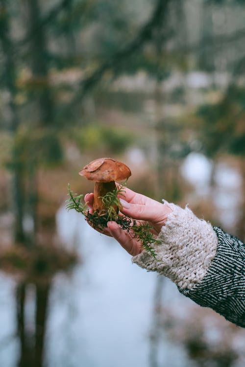 Free Crop woman showing fresh mushroom near river in forest Stock Photo
