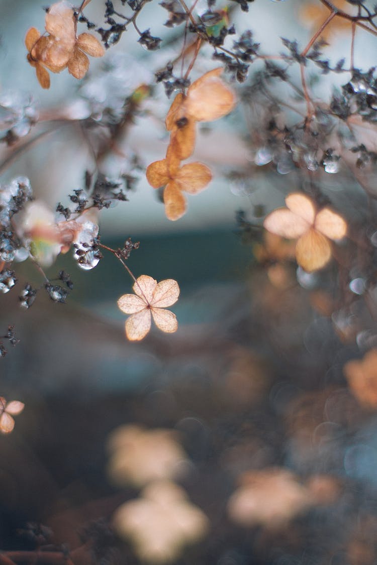 Faded Flowers On Sprigs In Autumn Garden