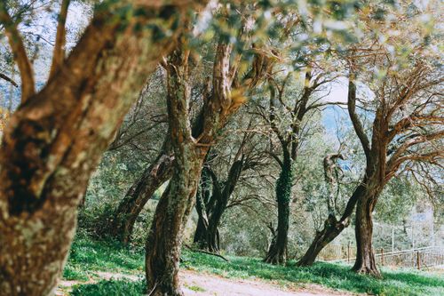 Free Scenic view of trees with wavy branches on thick trunks growing on hillside in daylight Stock Photo