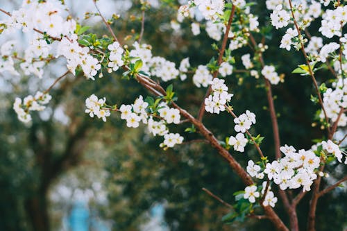 Free Young cherry tree with delicate white flowers blossoming in blurred garden on warm spring day Stock Photo